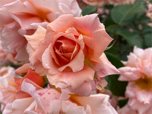 f:id:furegura1015:20250516154652j:image