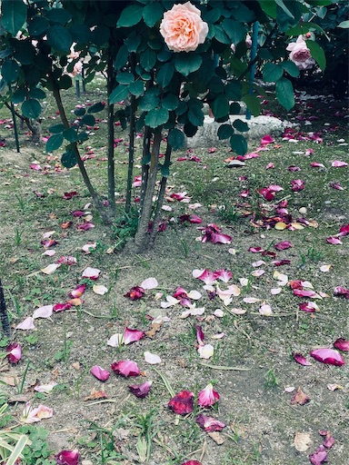 f:id:furegura1015:20250516155159j:image