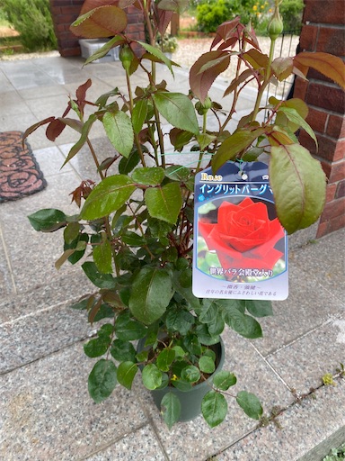 f:id:furegura1015:20250516200817j:image