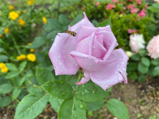 f:id:furegura1015:20250517125813j:image