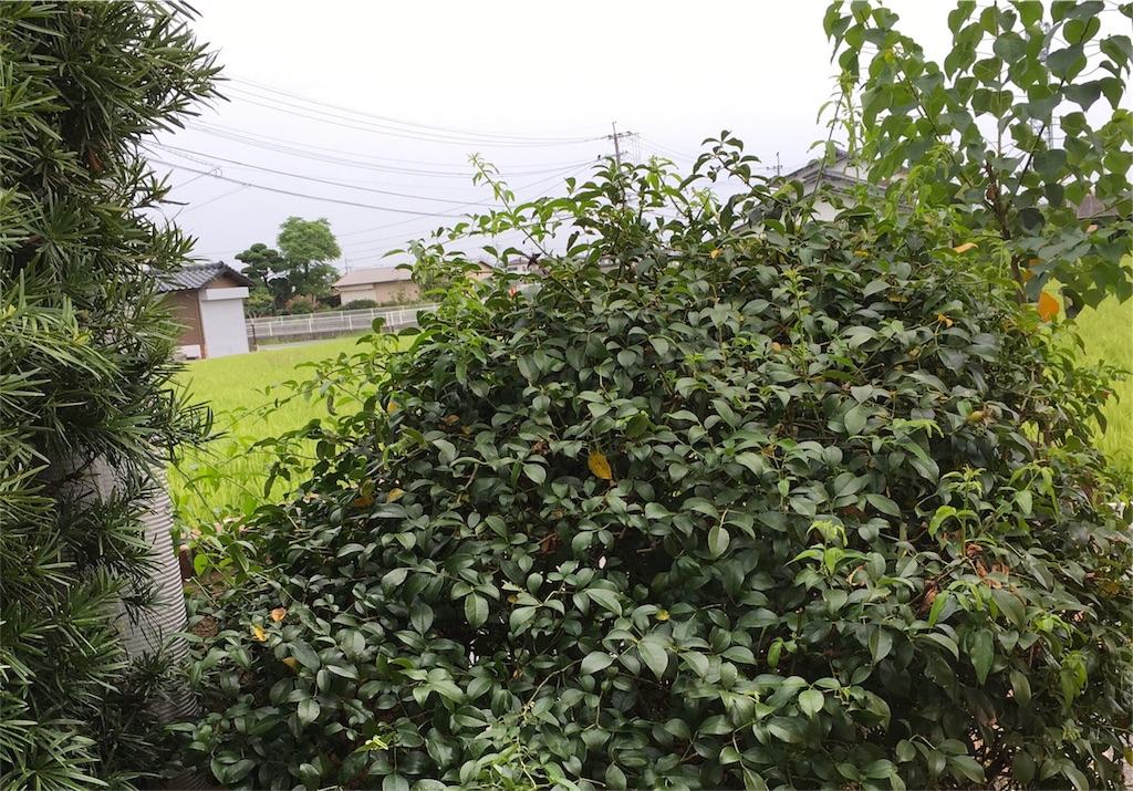 f:id:furryjp2010:20180906141141j:image f:id:furryjp2010:20180906141141j:image