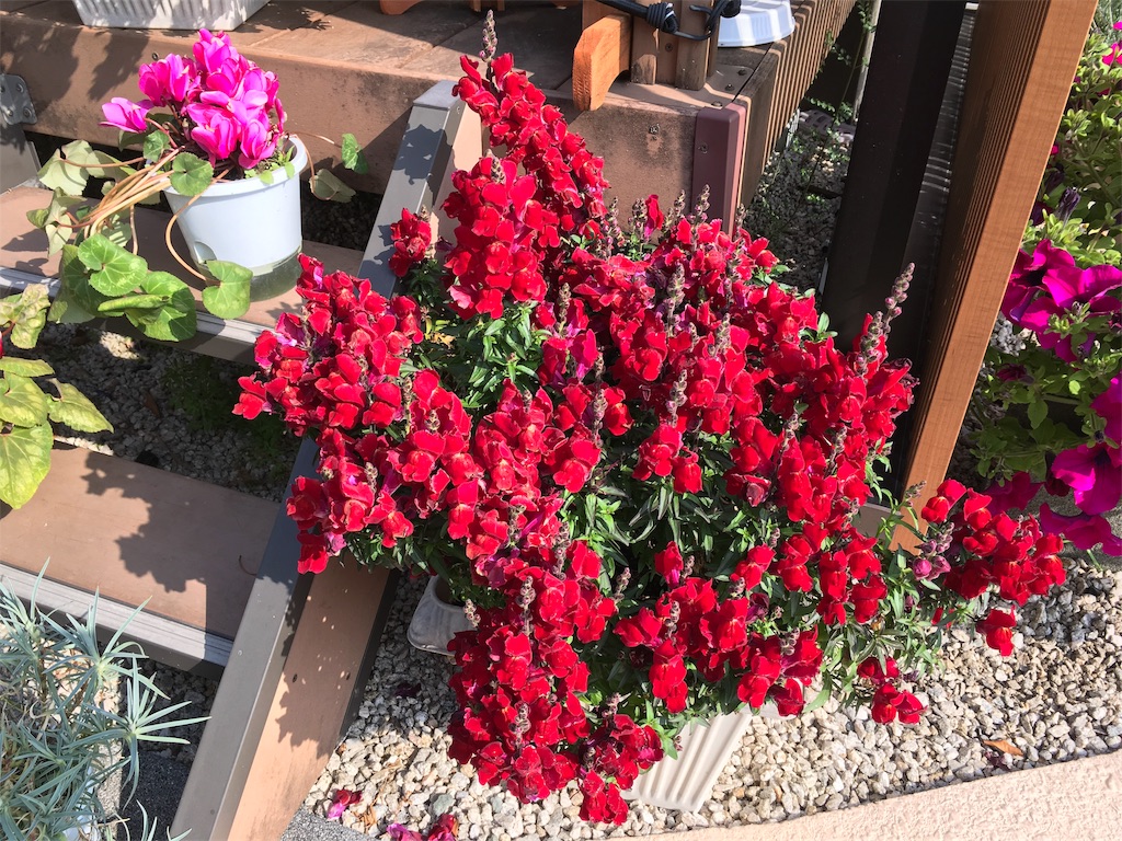 f:id:furryjp2010:20190420100955j:image