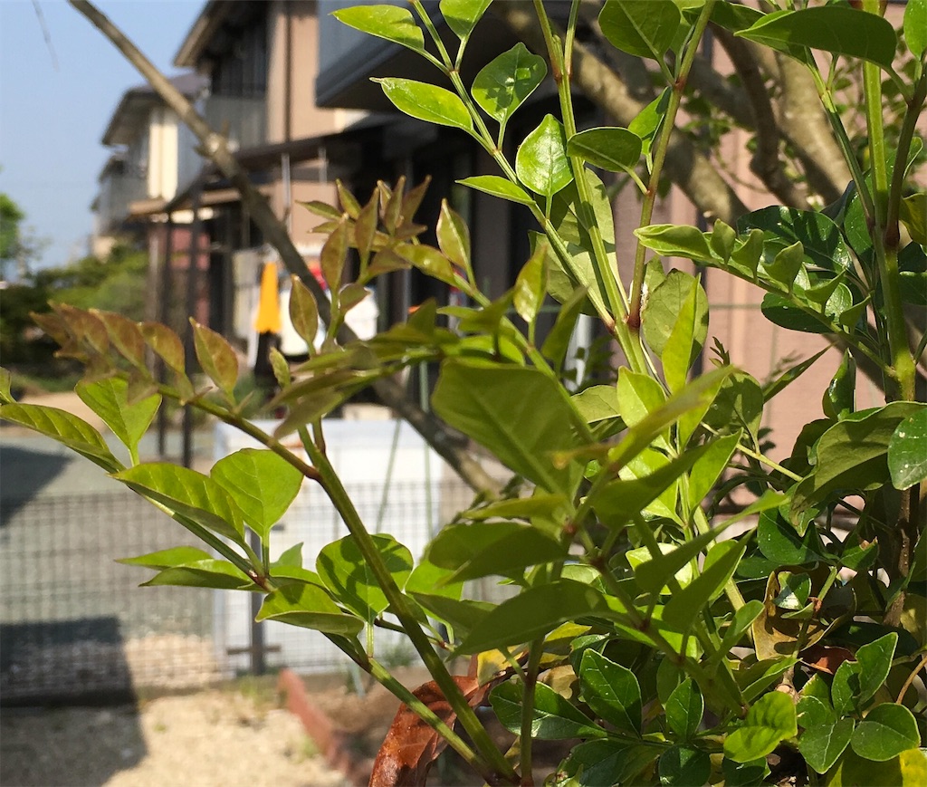 f:id:furryjp2010:20190421082633j:image