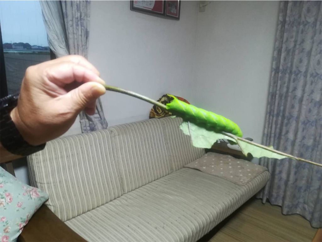 f:id:furryjp2010:20190709201225j:image f:id:furryjp2010:20190709201225j:image