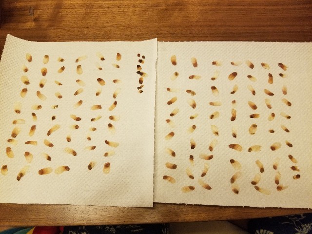 亀甲竜種まきキットのリコール 亀甲竜の種まきにチャレンジ❗｜そだ