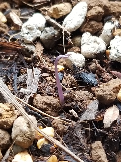 超絶朗報！！第1葉が切れてなくなっていたアフリカ亀甲竜実生株が