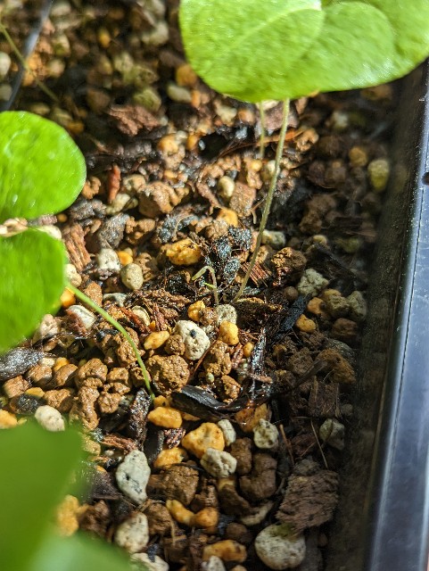 アフリカ亀甲竜の実生株からやっと2本目の芽が出てきた！ - ふるは