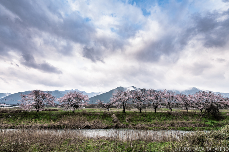 川沿いの桜