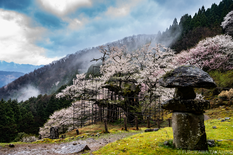 樽見の大桜