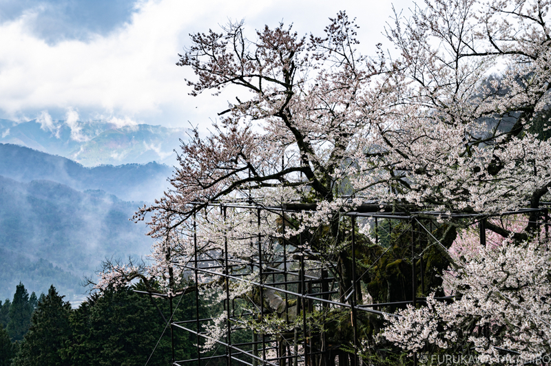 樽見の大桜