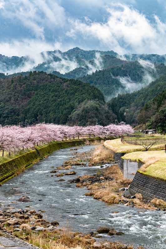 川沿いの桜