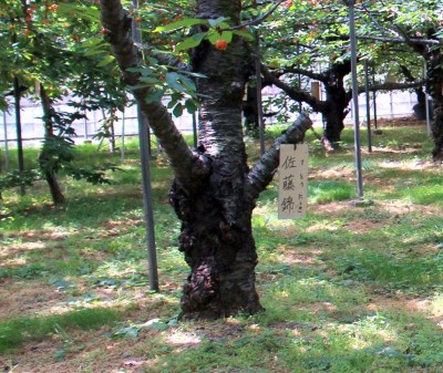 f:id:fururinaYOC:20200607222408j:plain f:id:fururinaYOC:20200607222408j:plain