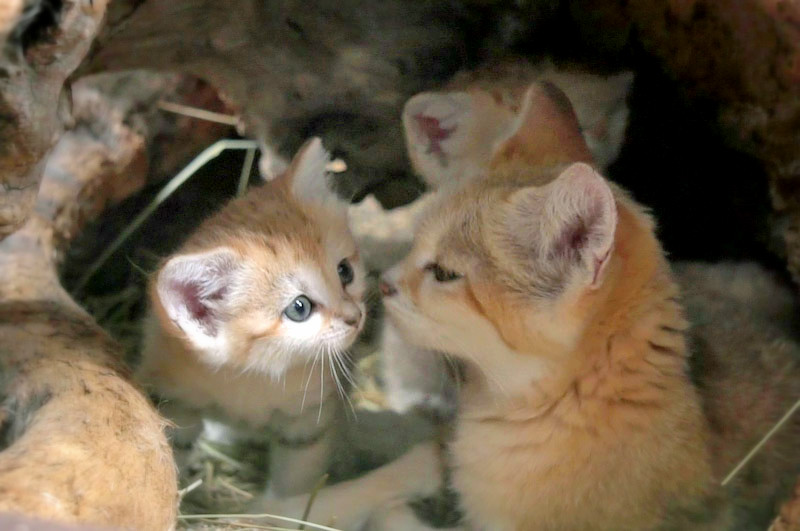f:id:fururinaYOC:20200822170443j:plain f:id:fururinaYOC:20200822170443j:plain