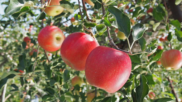 f:id:furusato-iiyama:20170919094411p:plain