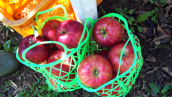 f:id:furusato-iiyama:20170919094552p:plain