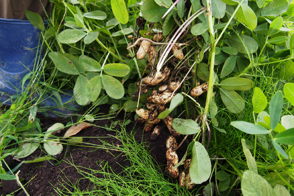 f:id:furusato-iiyama:20171013111515p:plain