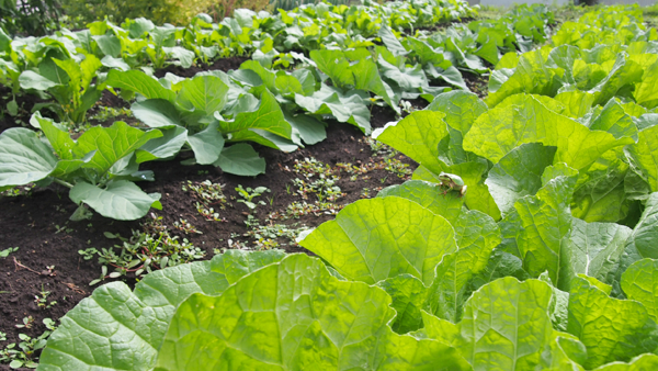 f:id:furusato-iiyama:20171013111731p:plain