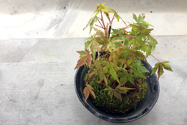 f:id:furusato-iiyama:20171018092804p:plain