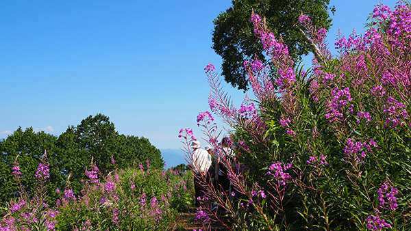 f:id:furusato-iiyama:20180809133508p:plain