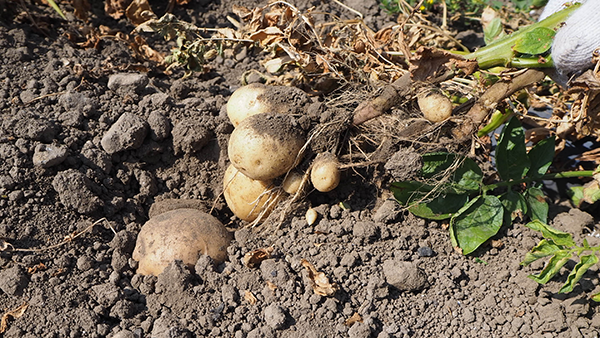 f:id:furusato-iiyama:20180809133700p:plain