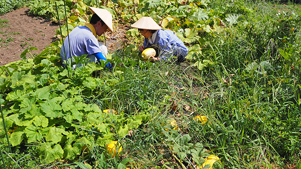 f:id:furusato-iiyama:20180809133924p:plain