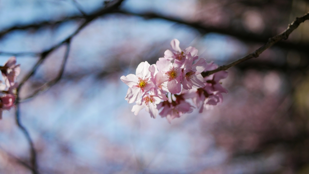 f:id:furutakeru:20170412234333j:plain