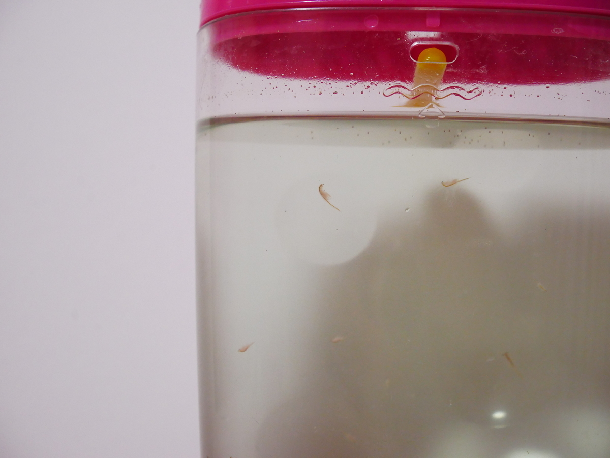 f:id:furutakeru:20190630061929j:plain f:id:furutakeru:20190630061929j:plain