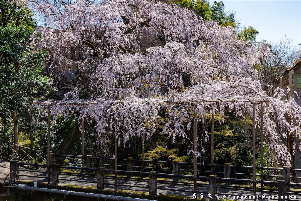f:id:furutanimunenobu:20200902230258j:image