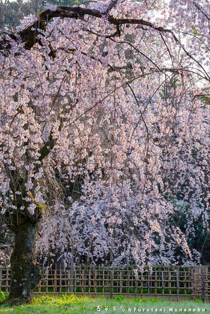 f:id:furutanimunenobu:20200902230346j:image
