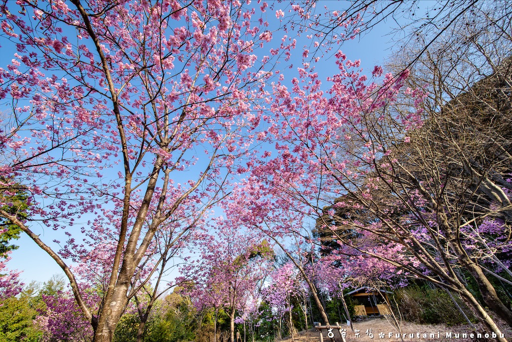 f:id:furutanimunenobu:20200902230513j:image