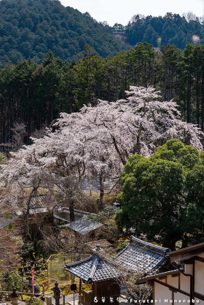 f:id:furutanimunenobu:20200902230546j:image