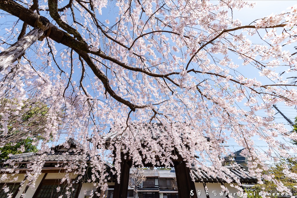 f:id:furutanimunenobu:20200902230702j:image