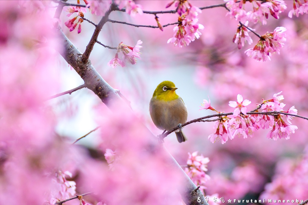 f:id:furutanimunenobu:20200902230936j:image