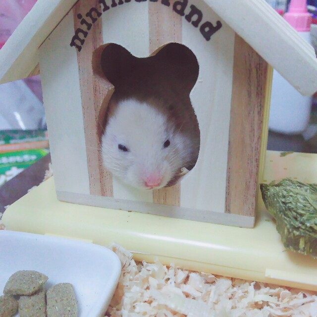 f:id:furuyanma5555:20161223223117j:image