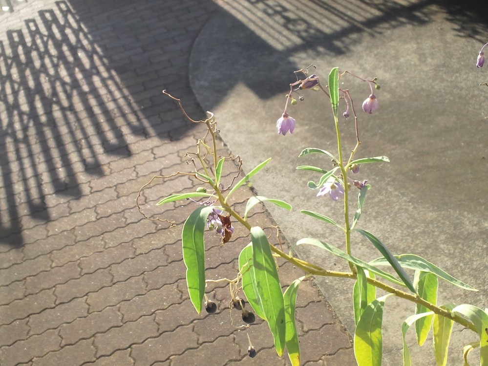 f:id:furuyatoshihiro:20180821004051j:image