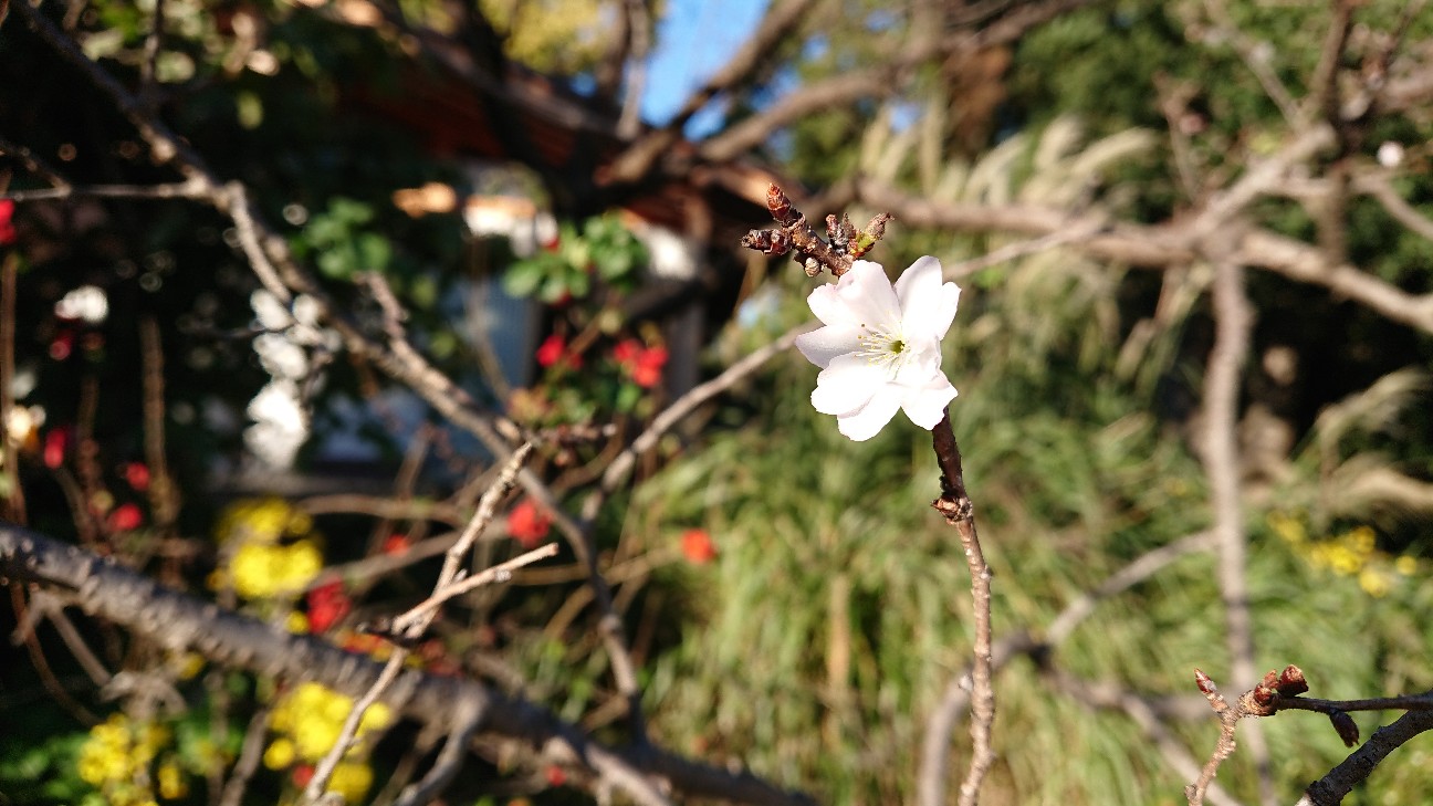 f:id:fusani:20181120182259j:plain