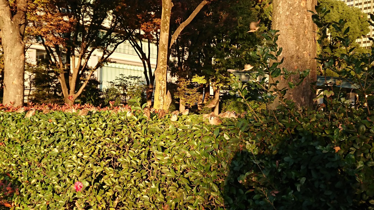 f:id:fusani:20181120183720j:plain