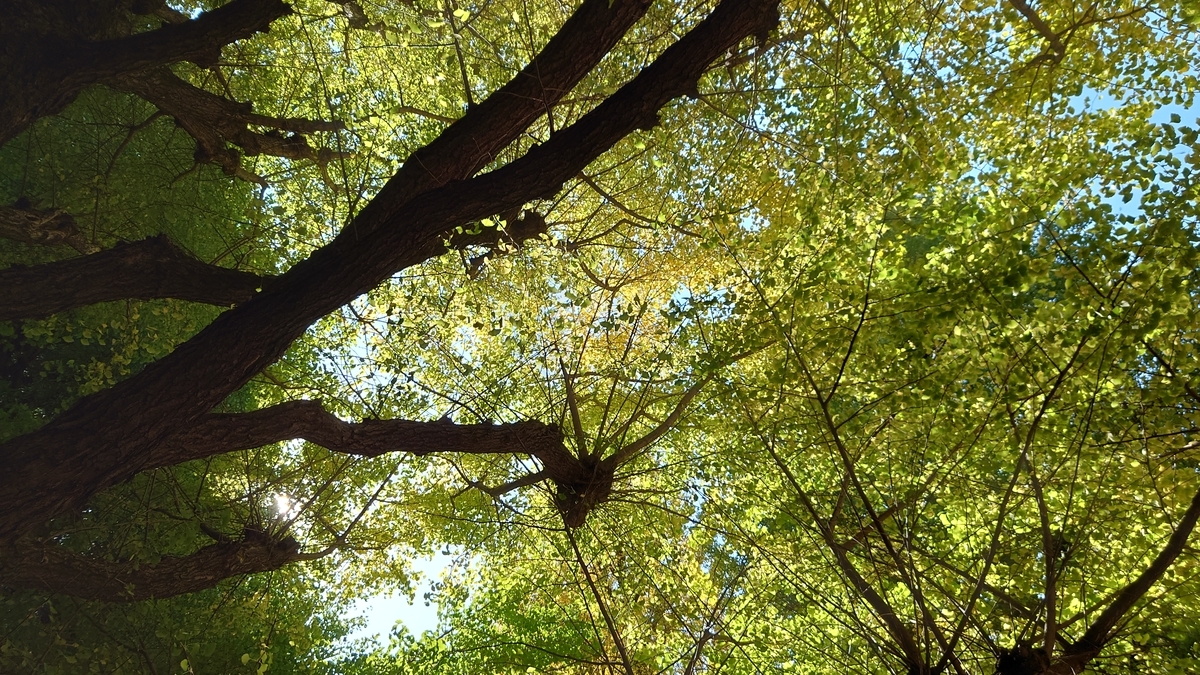 f:id:fushigu:20211124121348j:plain