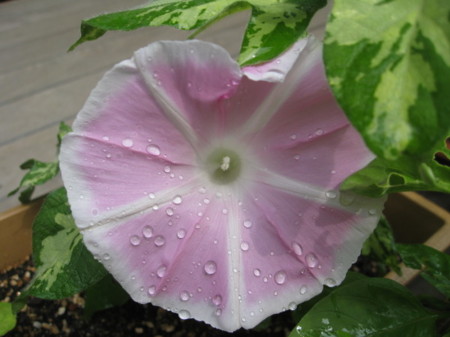 f:id:fushigurosennou:20120628093827j:image
