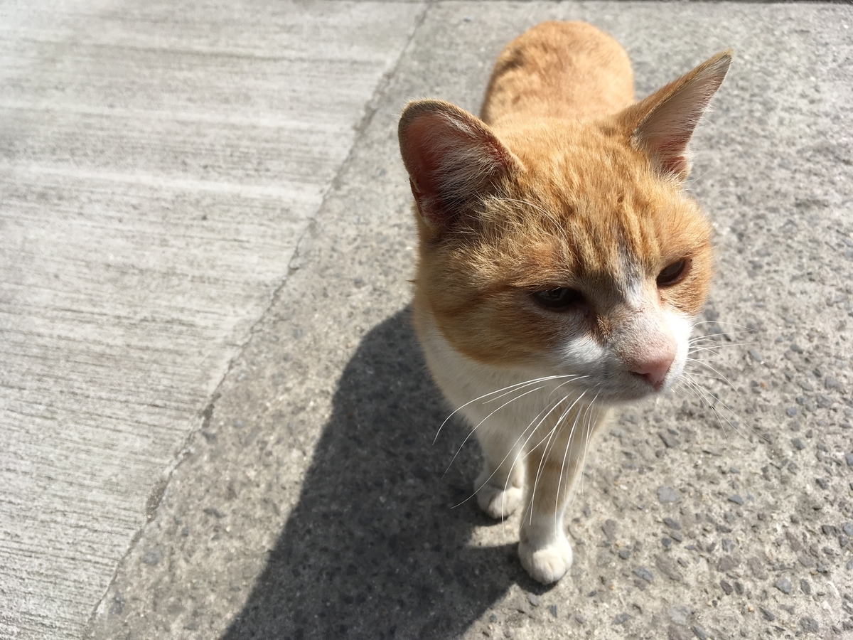 f:id:fusimiyuyuyuyu:20190322203941j:plain f:id:fusimiyuyuyuyu:20190322203941j:plain