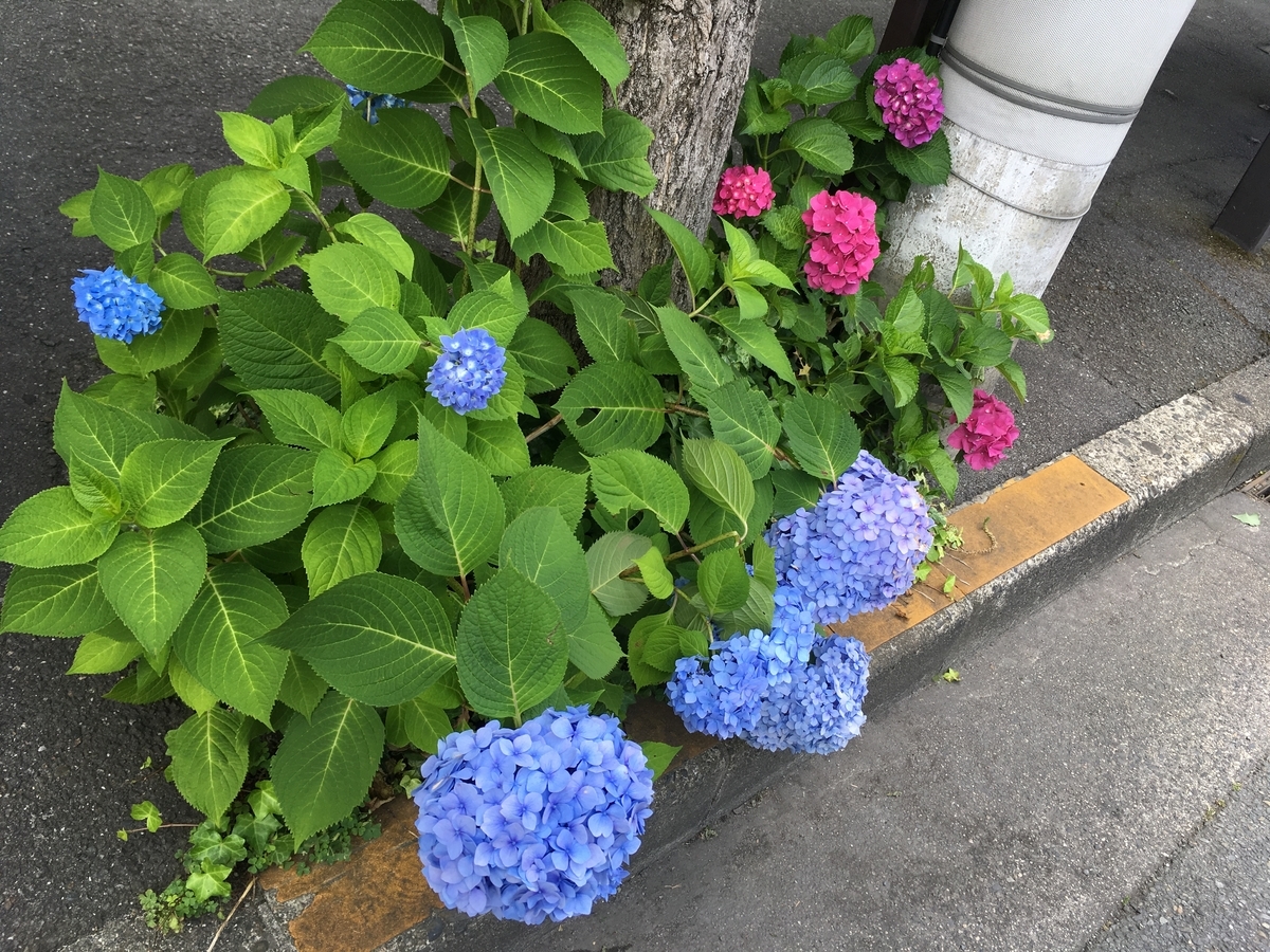 f:id:fusimiyuyuyuyu:20190618184924j:plain f:id:fusimiyuyuyuyu:20190618184924j:plain