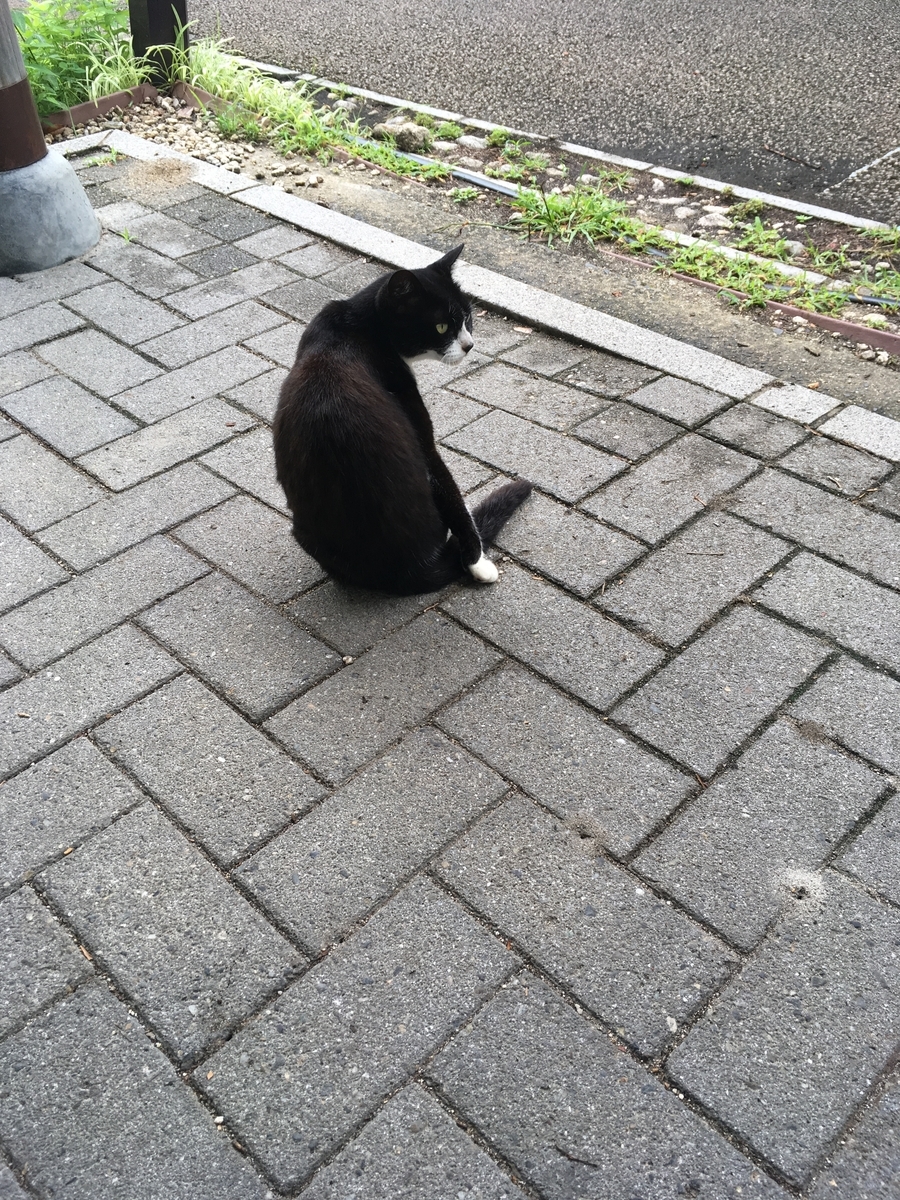 f:id:fusimiyuyuyuyu:20190720190435j:plain f:id:fusimiyuyuyuyu:20190720190435j:plain