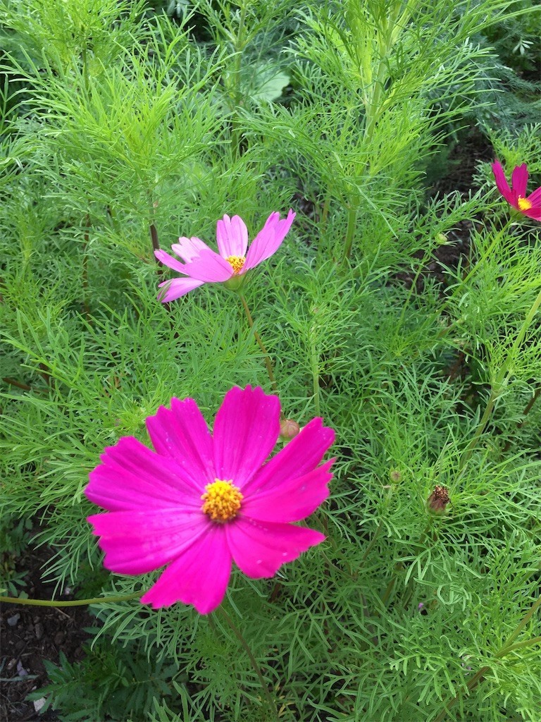 f:id:fusion-0703:20210622061500j:image f:id:fusion-0703:20210622061500j:image