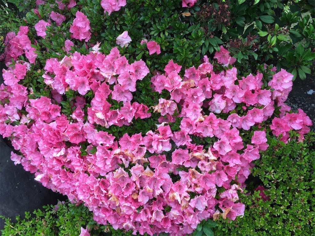 f:id:fusion-0703:20210622061506j:image f:id:fusion-0703:20210622061506j:image