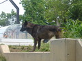 [旭山動物園]