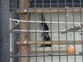 [旭山動物園]