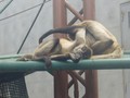 [旭山動物園]