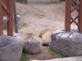 [旭山動物園]