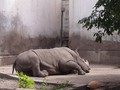 [旭山動物園]