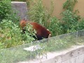 [旭山動物園]レッサーパンダ